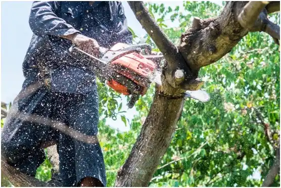 tree services North Hartsville